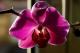 Awatar Orchideaaa